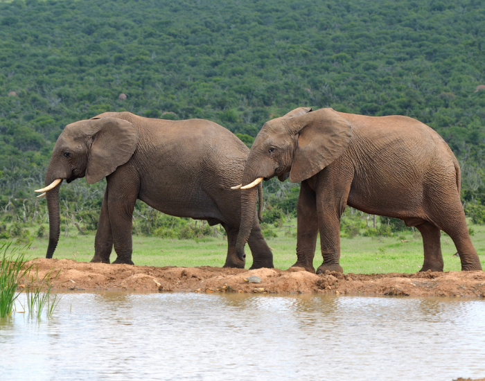 Addo-Elephant-National-Park.webp two elephants in Addo Elephant National Park