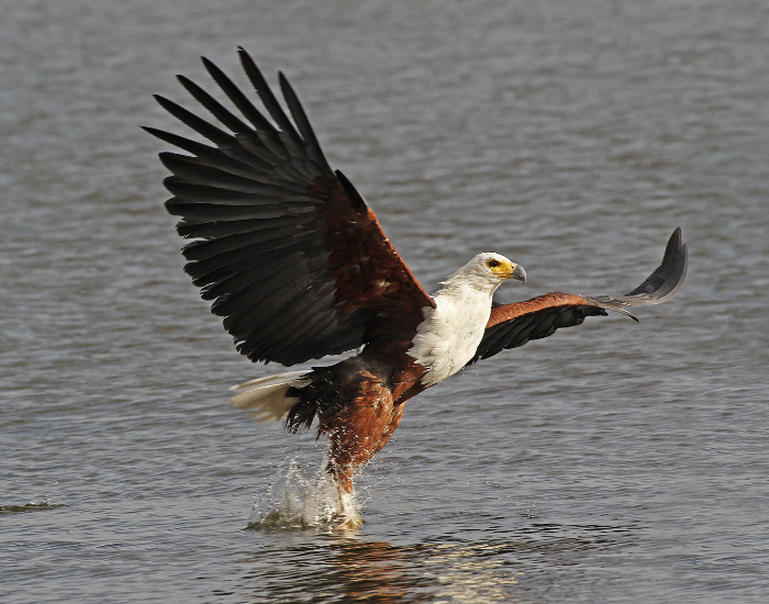 an African Fish Eagle fishing over water