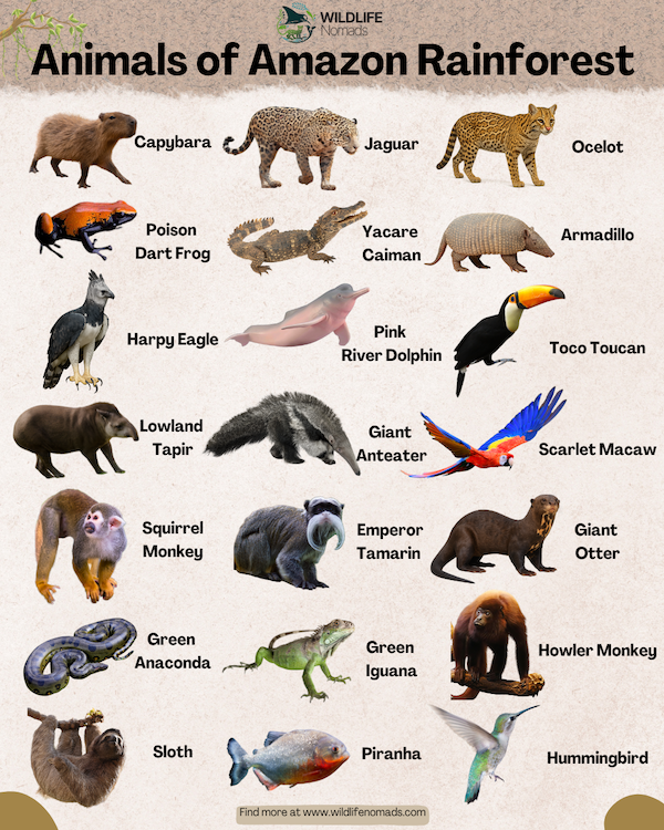 infographic illustration showing the animals of the amazon rainforest