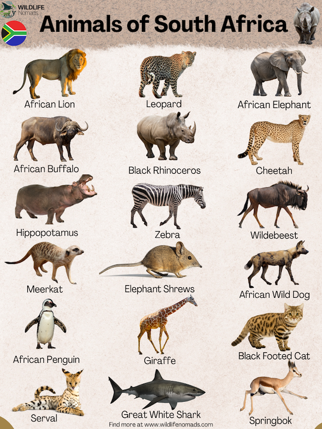 Animals-of-South-Africa.webp infographic showing the animals of South Africa