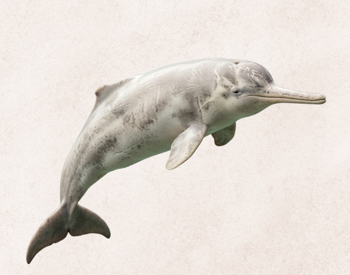 Baiji (Lipotes vexillifer illustration