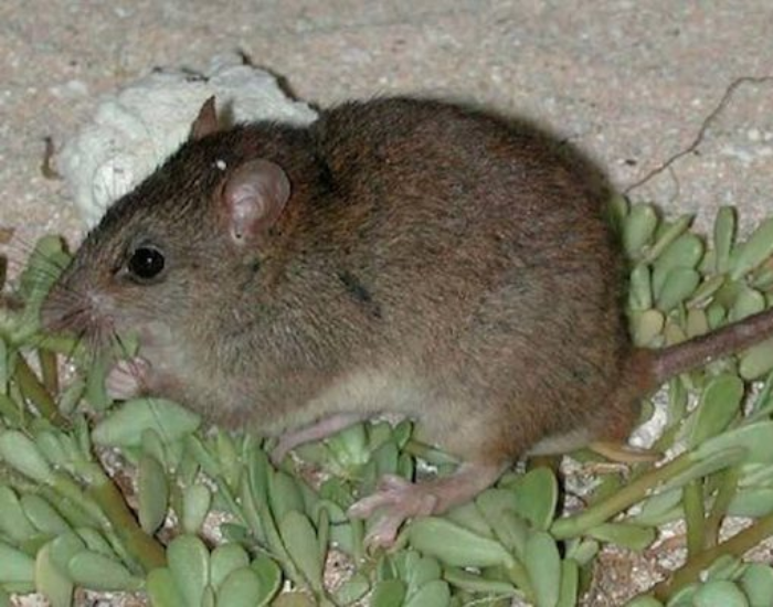 Bramble Cay Melomys clos eup