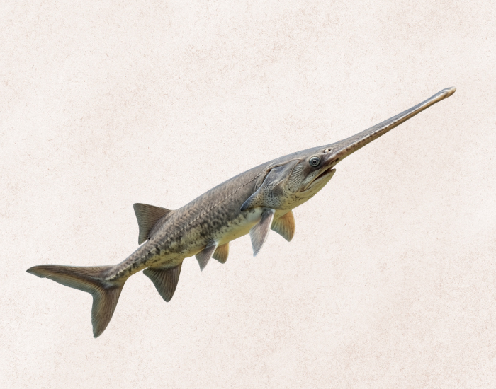 Chinese Paddlefish illustration with beige background AI super realistic illustration