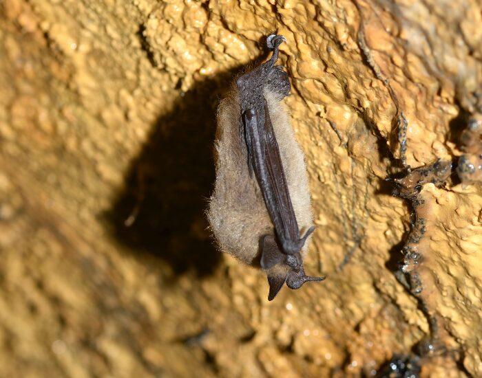 bat hanging from a cave