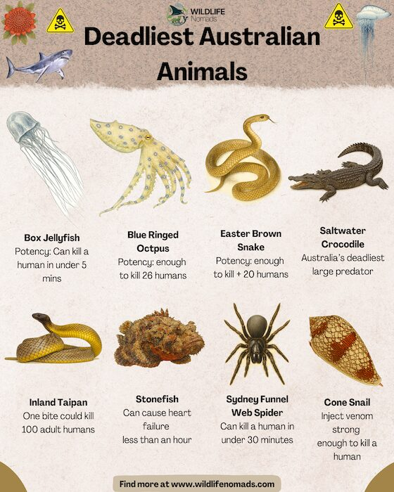 An informational graphic displaying illustrations and venom potency facts for eight dangerous Australian animals, including the box jellyfish, inland taipan, and saltwater crocodile.