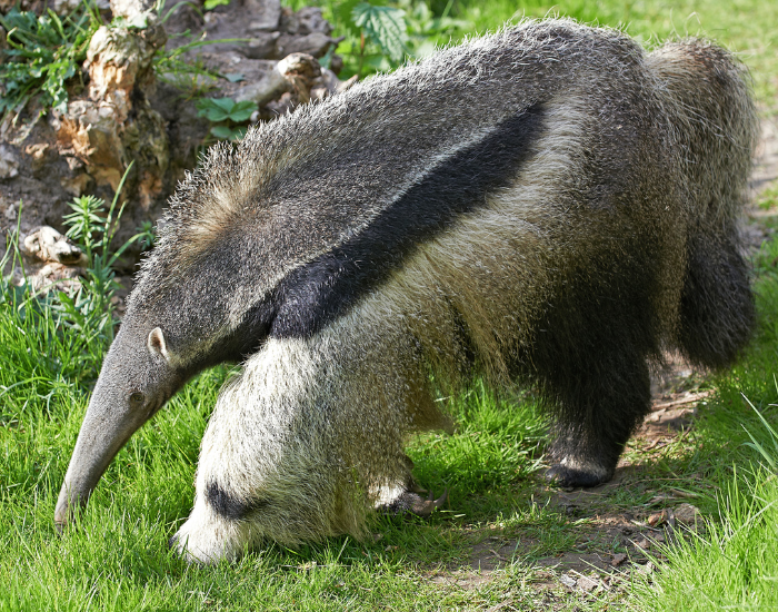 Giant-Anteater-Myrmecophaga-tridactyla.webp giant anteater walking