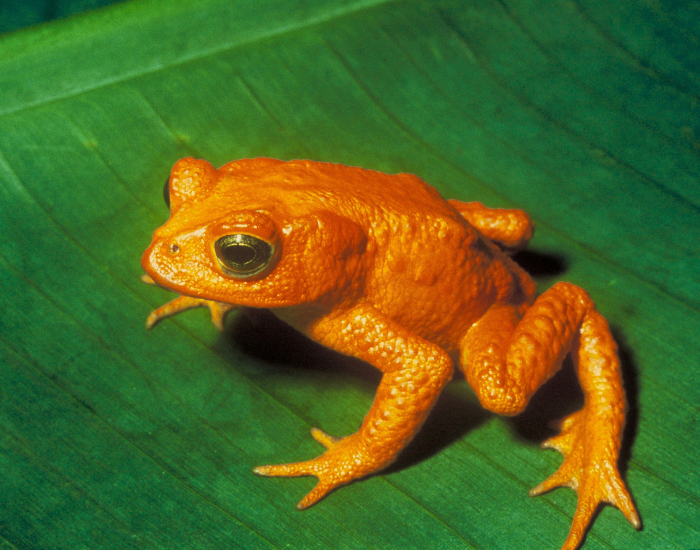 Golden Toad on top of a leaf