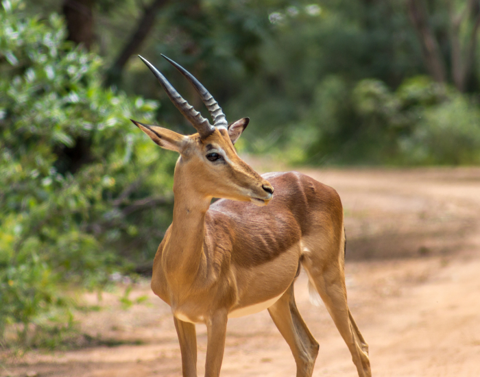 Impala-Aepyceros-melampus.webp Impala on a dirt road in the wild