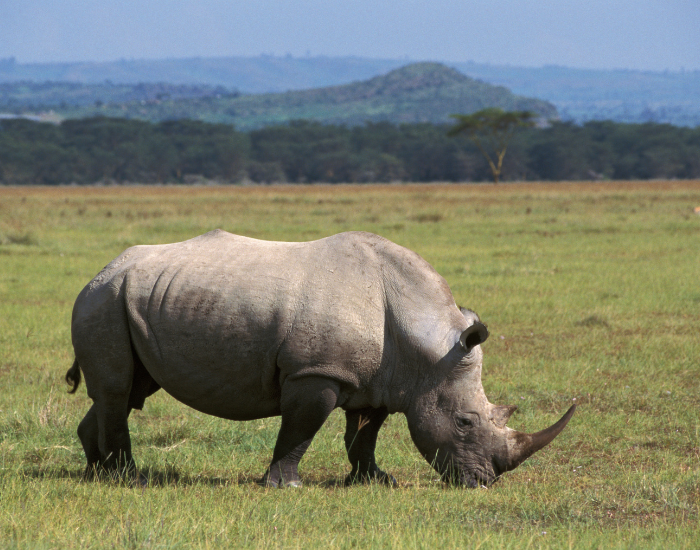 Northern White Rhinoceros in the wild on a grassfield
