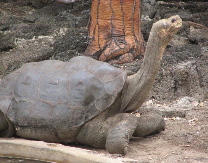 Pinta Giant Tortoise in captivity close up