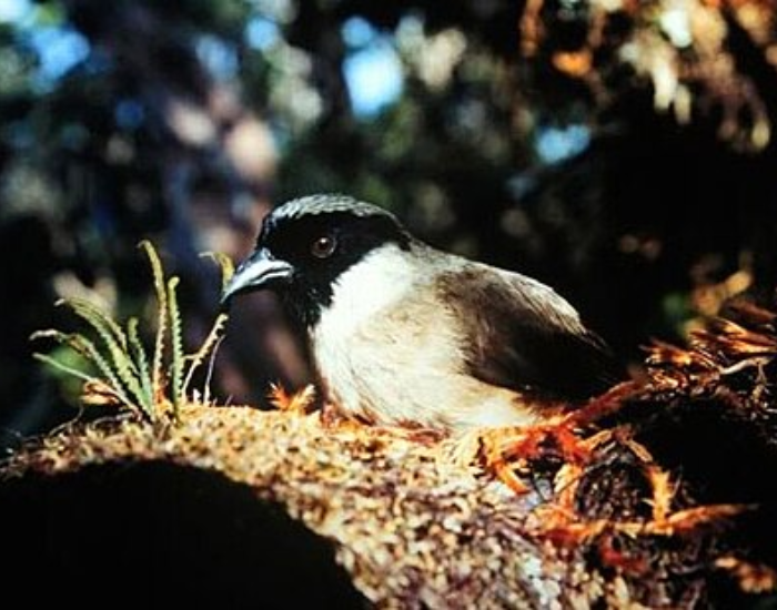 Po ouli bird in a tree