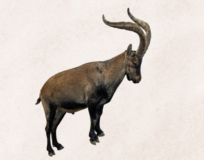 Pyrenean Ibex with white background