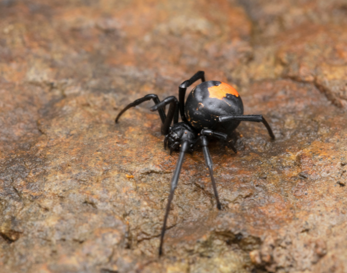 A macro photograph of a glossy black redback spider featuring its signature orange-red marking, resting on a textured rock surface.