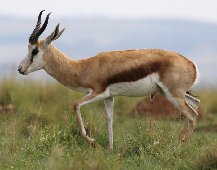 Springbok.webp Springbok jumping in the wild