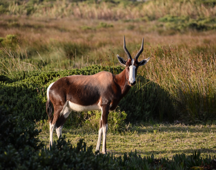 bontebok.webp Bontebok in the wild