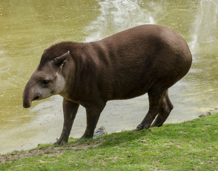 brazilian-tapir.webp brazilian tapir next to a river
