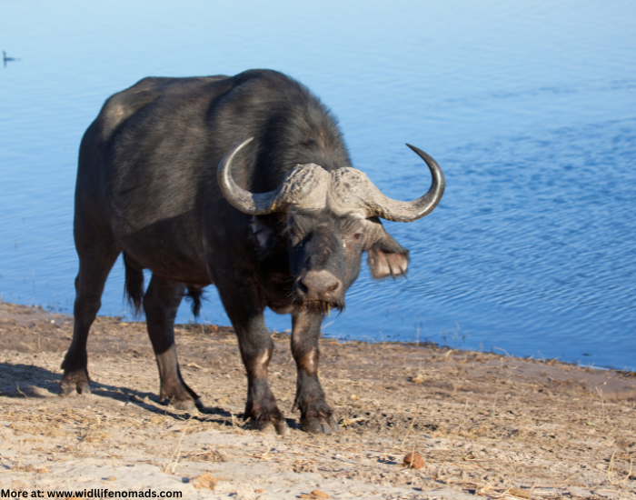 cape-buffalo.webp Cape Buffalo in the Wild