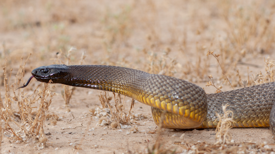 A close-up photograph of an inland taipan snake with dark scales and a yellow underbelly crawling across dry ground with its tongue flicking out.