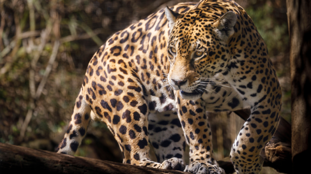 close up of a jaguar in the wild