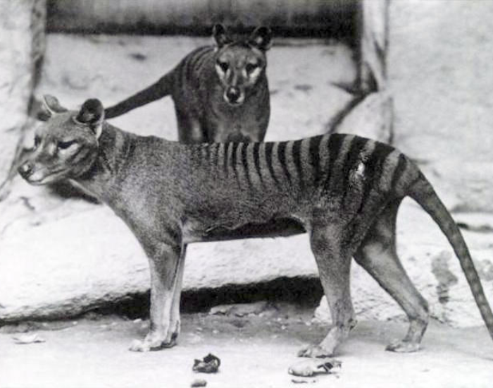 tasmanian tiger old photo in balck and whiye