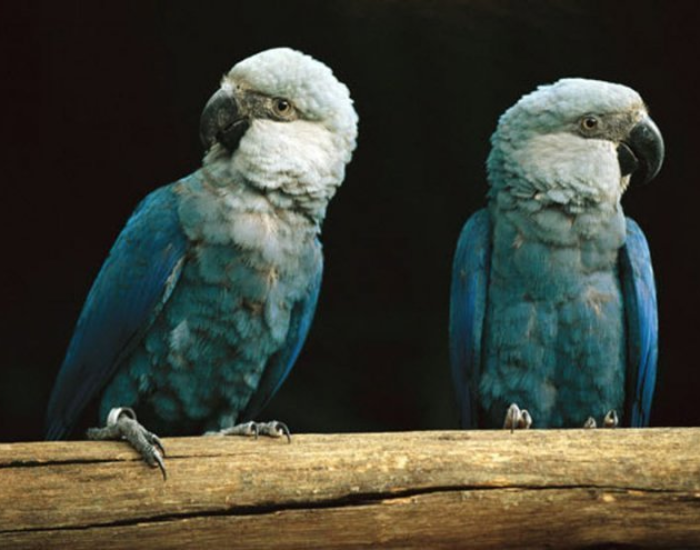 two Spix's Macaws with black background