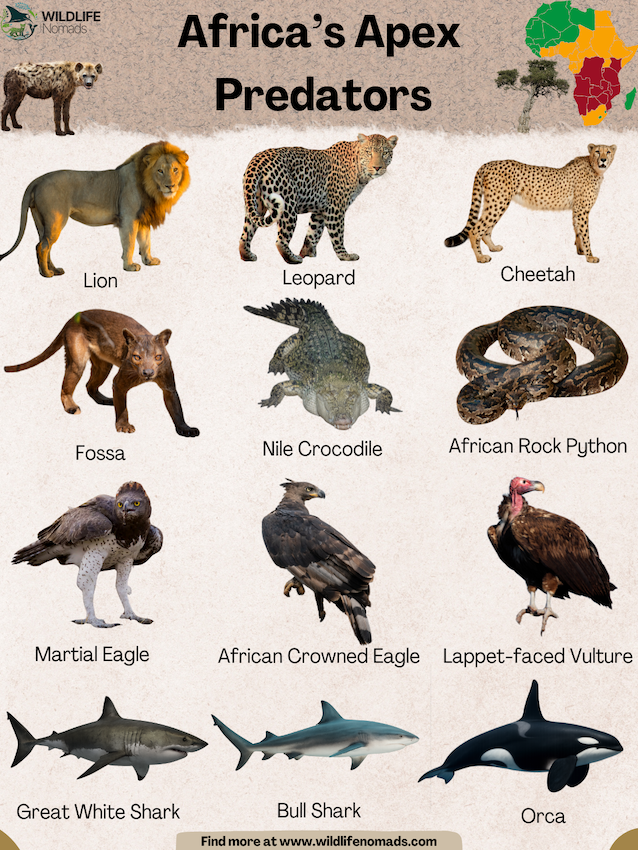 Africas-Apex-Predators.webp Africa's Apex Predators
