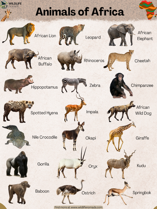 infographic showing animals that live in africa