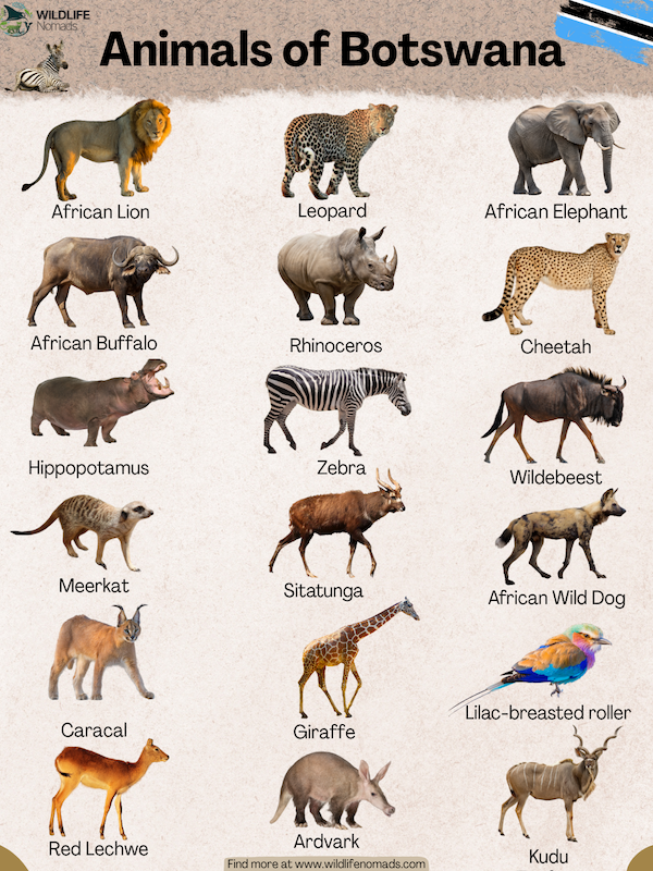 Animals of the Okavango Delta infographic
