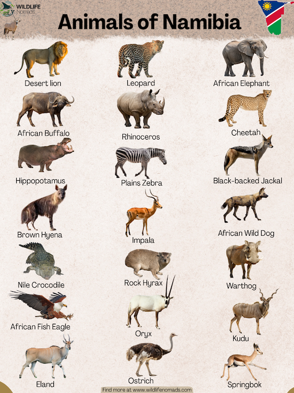 Animals of Namibia infographic
