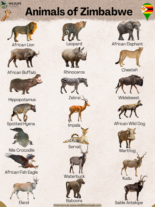 Animals of Zimbabwe infographic