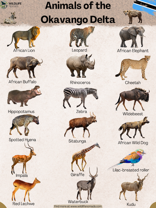 Animals-of-the-Okavango-Delta.webp infographic showing several animals found in the okavango delta