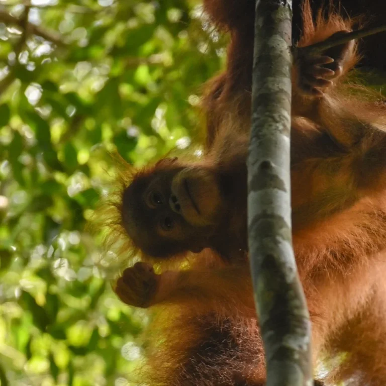 baby orangutan hanging from her mother