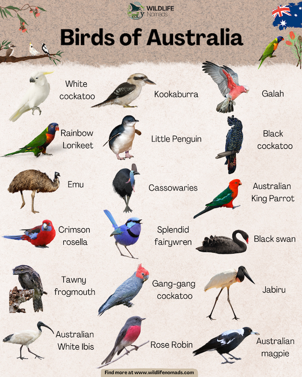 Infographic showing several birds of Australia