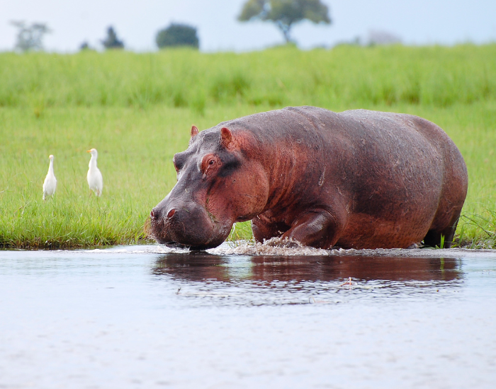 Chobe national park