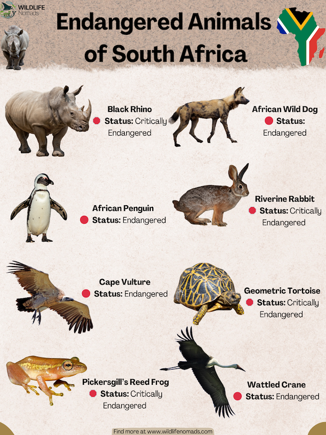 Endangered-Animals-of-South-Africa.webp Endangered Animals of South Africa infographic