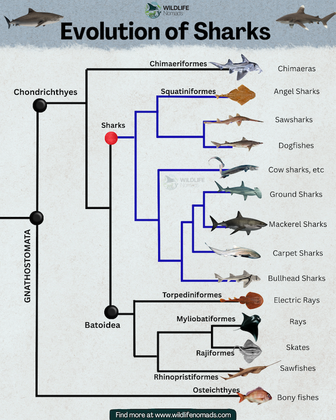 Evolution-of-Sharks-infographic-by-wildlife-nomads.webp Evolution of Sharks infographic