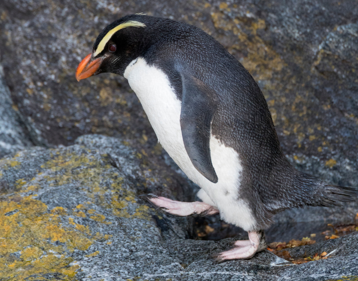 Fiordland Penguin walking on rocks