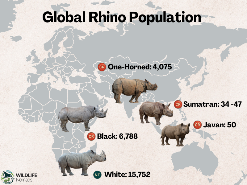 Global Rhino Population map