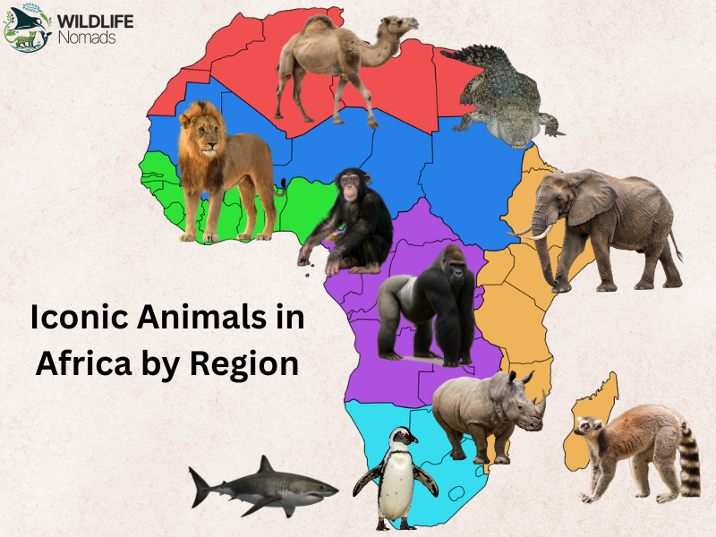 Iconic-Animals-in-Africa-by-Region.webp map showing Iconic Animals in Africa by Region
