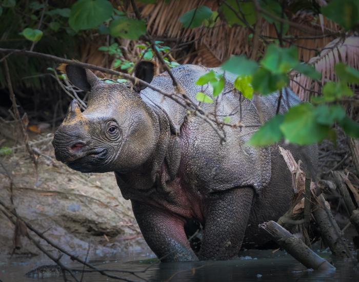 attachment 67e478e3698aeb44437d0ea3