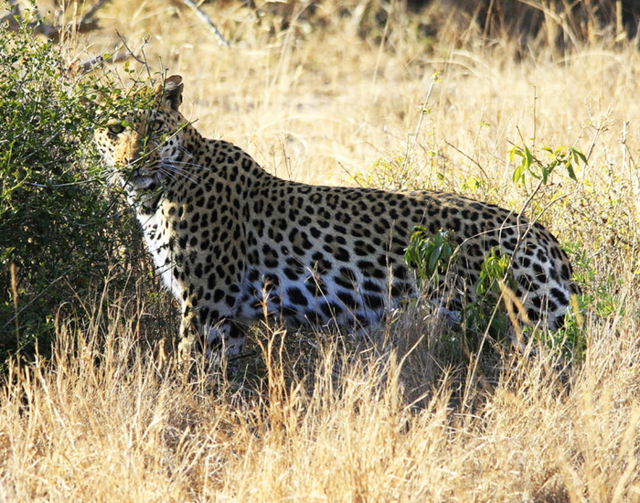 Linyanti-Wildlife-Reserve.webp Leopard at Linyanti Wildlife Reserve