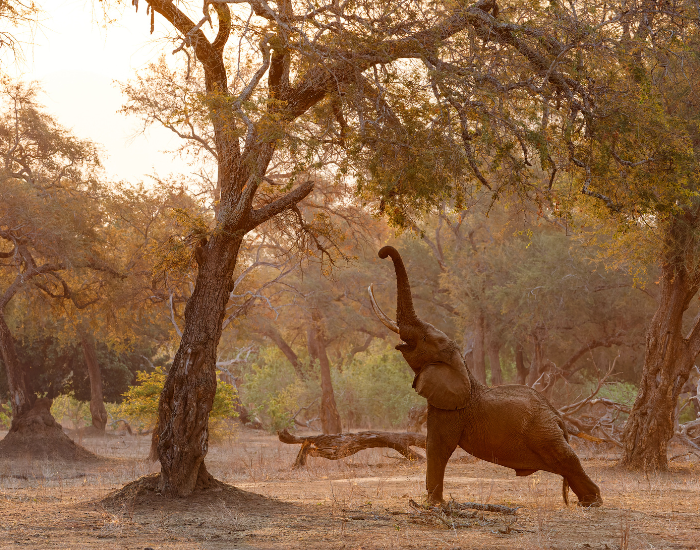 Mana-Pools-National-Park.webp elephants in mana pool trying to reach a tree