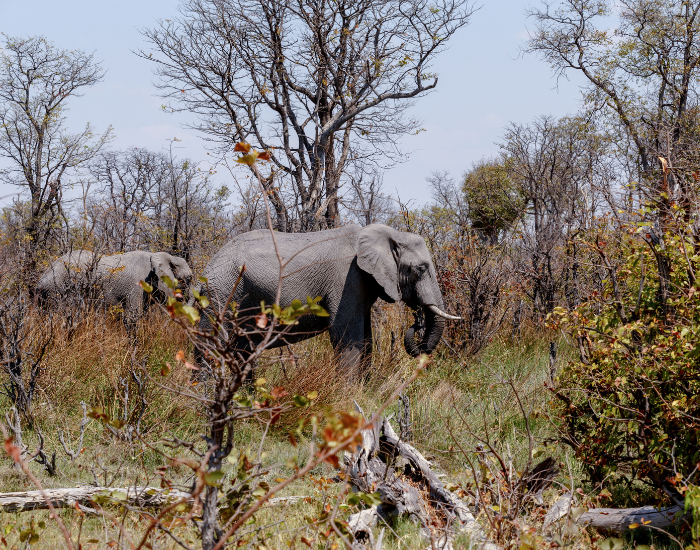 Moremi-Game-reserve.webp elephants at Moremi Game reserve
