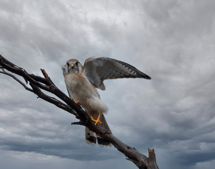 Nankeen-Kestrel-Falco-cenchroides.webp Nankeen Kestrel standing on a tree log