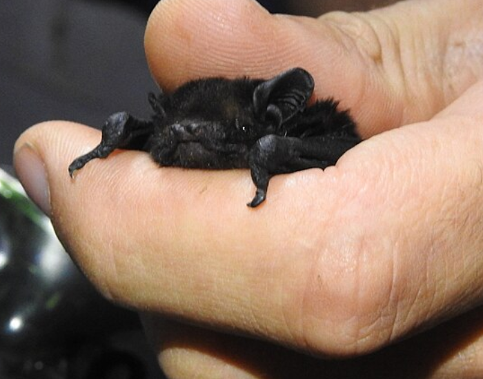 a hand holding New Zealand long-tailed bat
