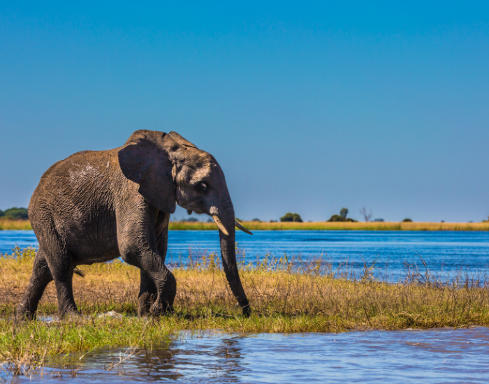 Okavango-Delta.webp Elephants at Okavango Delta