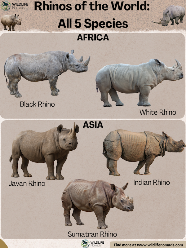 Rhinos-of-the-world.webp Infographic showing the five rhino species