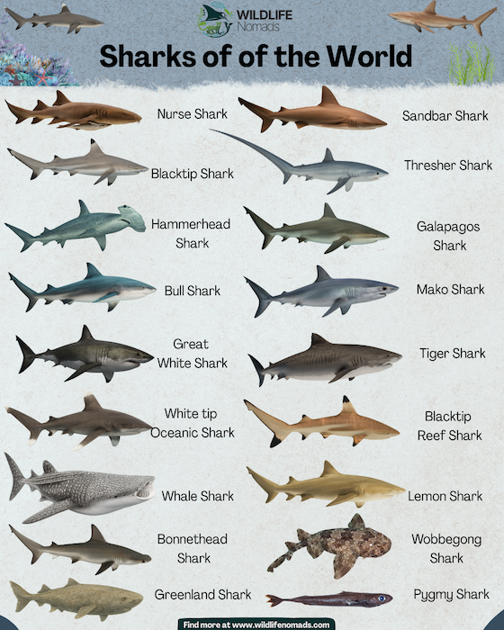 Infographic depicting 18 species of sharks found around the world