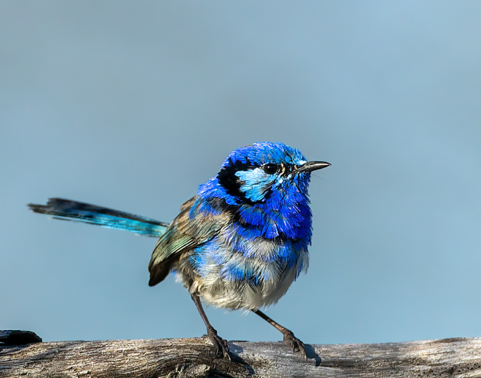 Splendid-Fairy-wren-Malurus-splendens.webp Splendid Fairy-wren standing on log