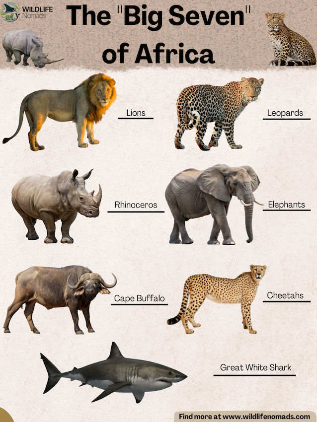 infographic showing The "Big Seven" of Africa